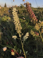 Stenanthium leimanthoides