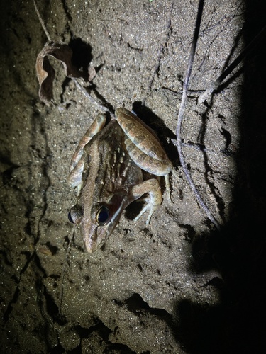 Common River Frog