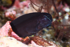 Black Combtooth Blenny photo 4