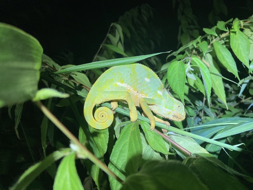 Flap-necked Chameleon