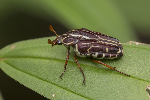 Taeniodera monacha · iNaturalist