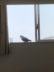 Columba livia domestica