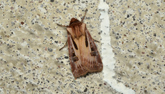 Agrotis vancouverensis