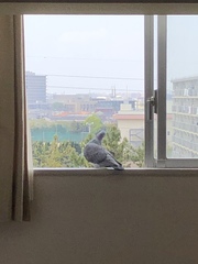 Columba livia domestica