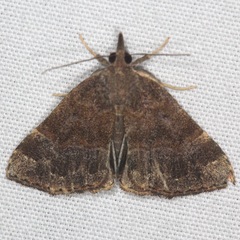 Hypena sordidula