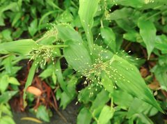 Panicum brevifolium