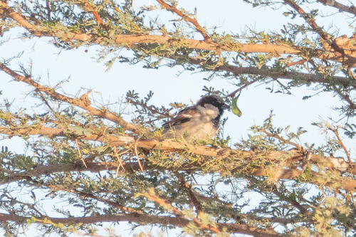 House Sparrow