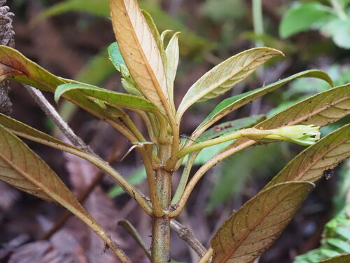 Cyrtandra grayana observed 2025-03-20
