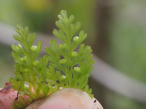 Vandenboschia davallioides observed 2025-03-20