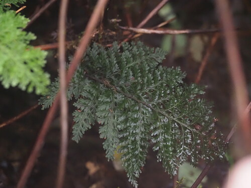 Image of Vandenboschia davallioides by (c) Kevin Faccenda, some rights reserved (CC BY)