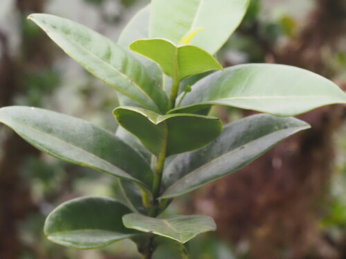 Melicope sessilis observed 2025-03-20