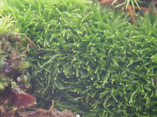 Syrrhopodon gaudichaudii observed 2025-03-20