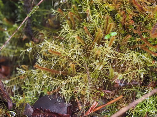 Lepidozia sandvicensis observed 2025-03-20