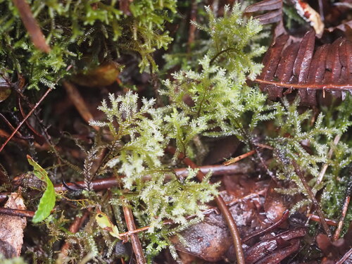 Plagiochila mauiensis observed 2025-03-20