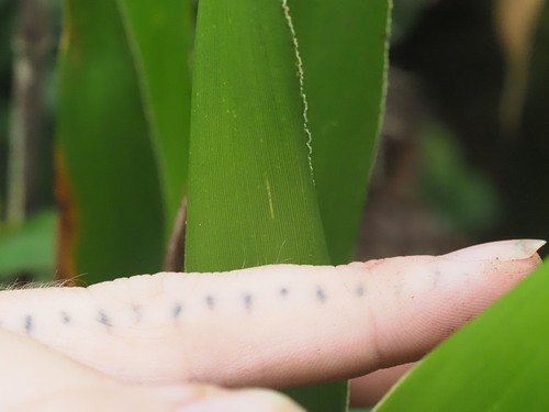 'ohe (Isachne distichophylla)