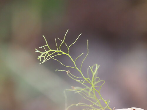 Lepidozia sandvicensis observed 2025-03-20