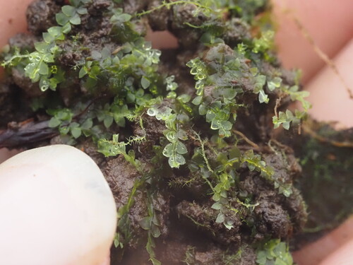 Calypogeia cuspidata observed 2025-03-20