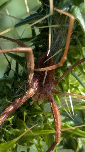 Metaphalangium cirtanum, Andalucía, ES, photo 8 of 10