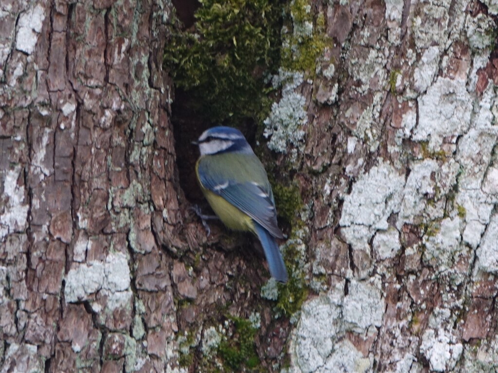Mésange bleue