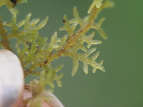 Trichocolea gracillima