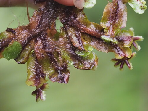 Marchantia crenata observed 2025-03-20