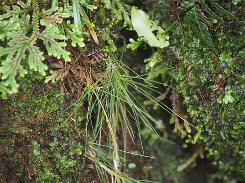 Image of Deschampsia nubigena by (c) Kevin Faccenda, some rights reserved (CC BY)