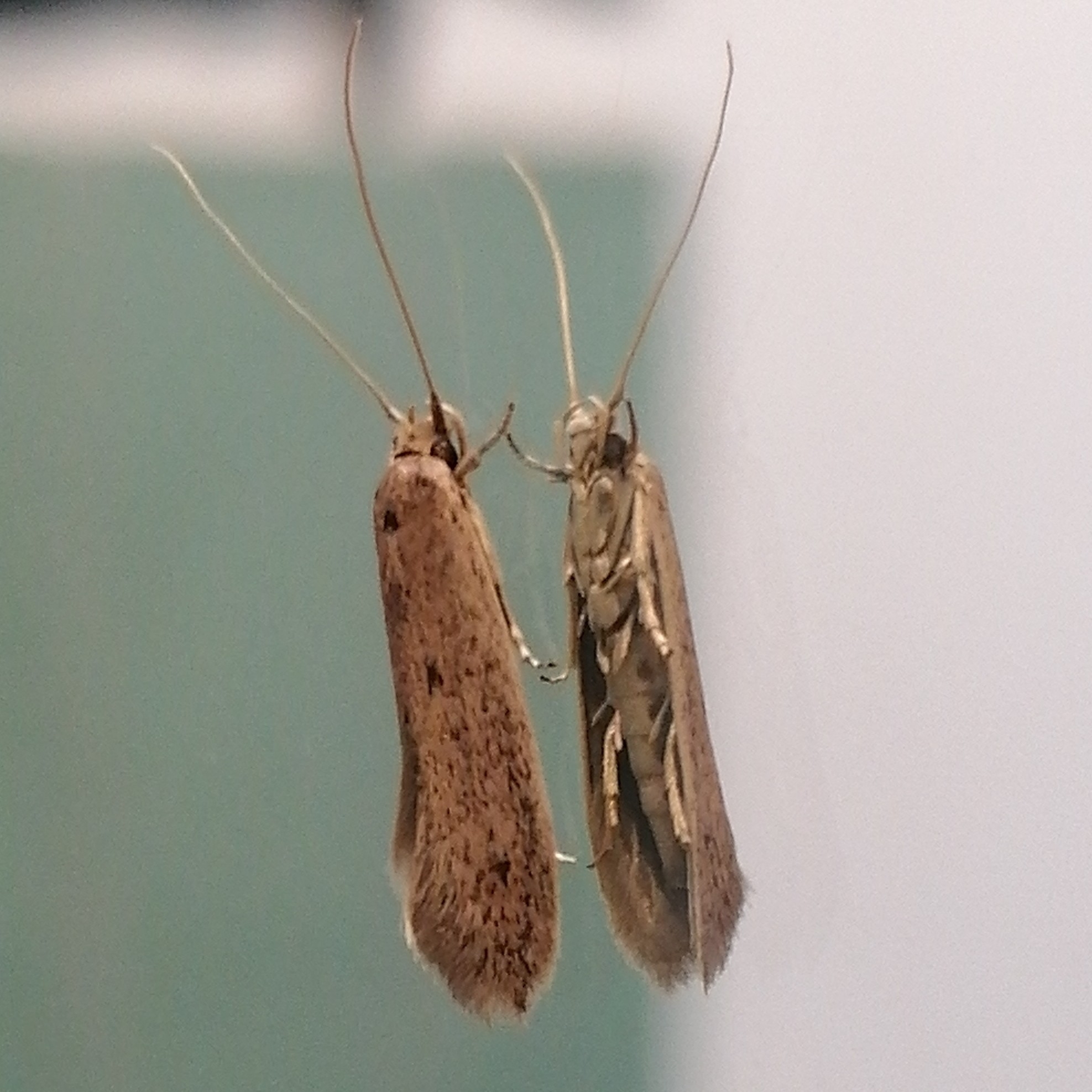 Opogona sacchari