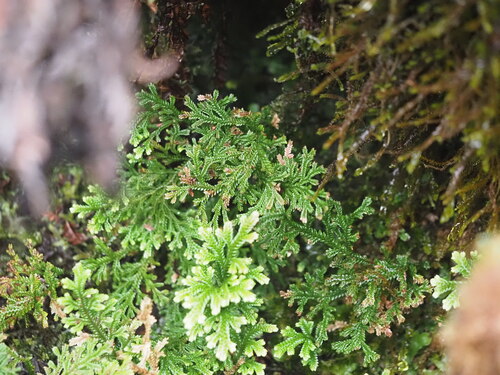 Dwarf spikemoss (Selaginella arbuscula)