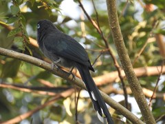 Phaenicophaeus viridirostris