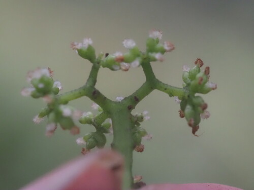 Image of Urera glabra by (c) Kevin Faccenda, some rights reserved (CC BY)
