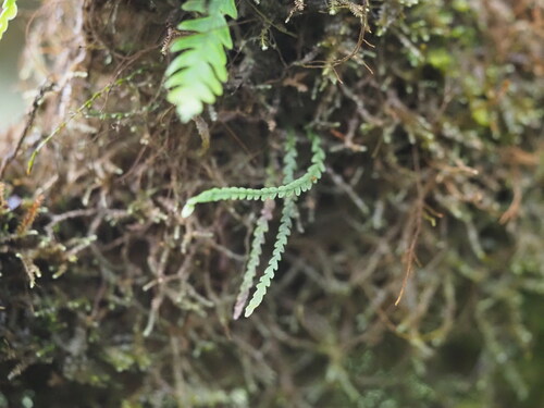 Stenogrammitis saffordii observed 2025-03-20