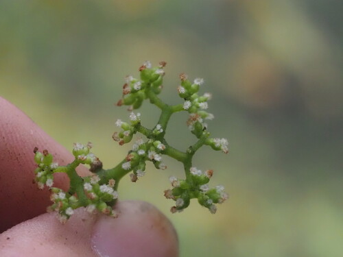 Image of Urera glabra by (c) Kevin Faccenda, some rights reserved (CC BY)