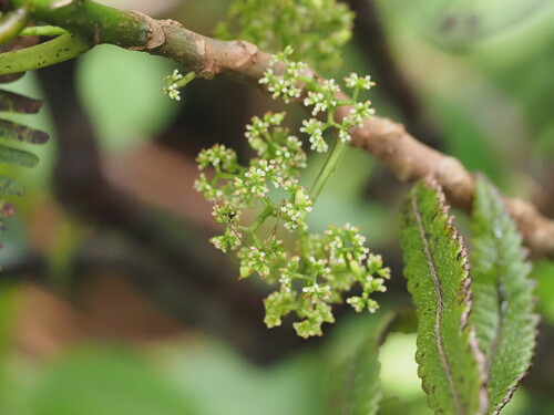 Image of Urera glabra by (c) Kevin Faccenda, some rights reserved (CC BY)