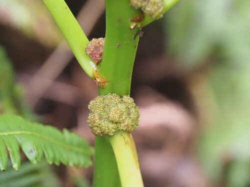 Image of Urera glabra by (c) Kevin Faccenda, some rights reserved (CC BY)