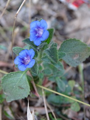 Strobilanthes pavala