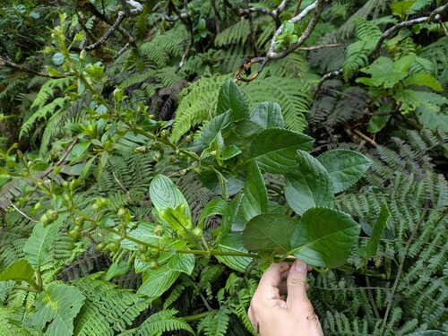 Phyllostegia ambigua observed 2025-03-20