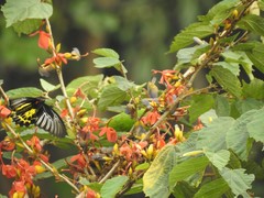 Troides minos