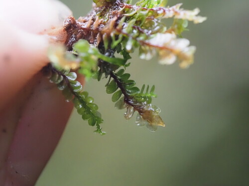 Solenostoma micranthum observed 2025-03-20