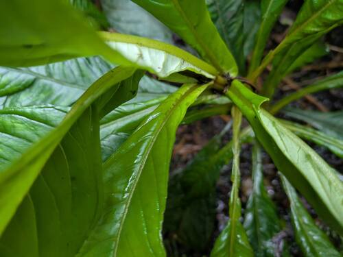 Cyrtandra hawaiensis observed 2025-03-20