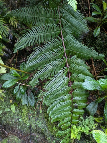 Pteris terminalis, photograph 5