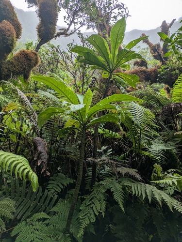 Cyanea macrostegia observed 2025-03-20
