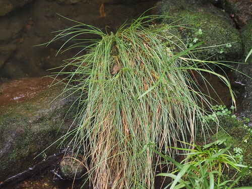 Kalamaloa (Deschampsia nubigena)