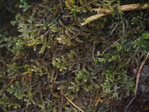 Porella acutifolia observed 2025-03-20