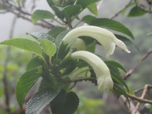 Stenogyne kamehamehae
