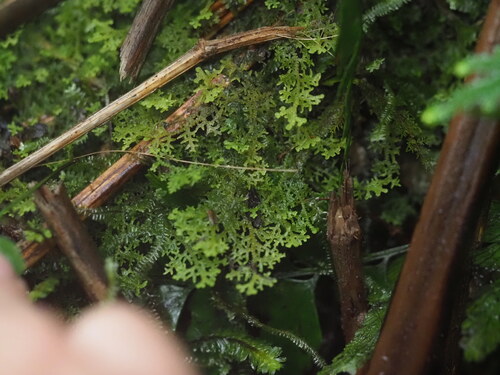 Trichocolea gracillima observed 2025-03-20