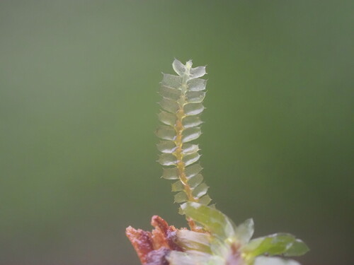 Chiloscyphus greenwelliae