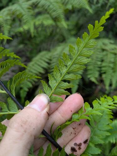 Asplenium acuminatum, 2025-03-20