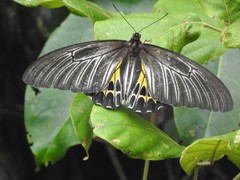 Troides minos