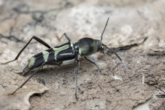 Xylotrechus javanicus