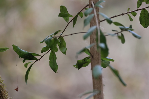 Terminalia triflora (Terminalia triflora)